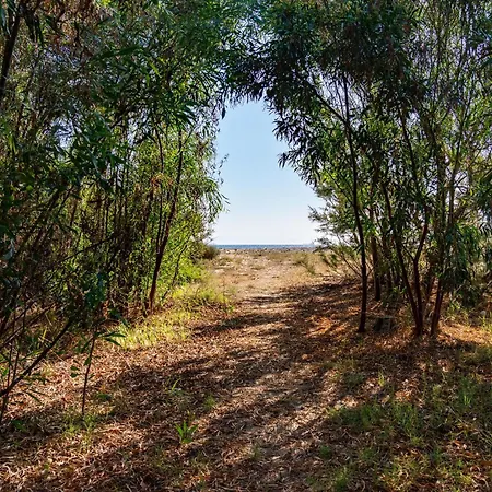 Girasole - Petalo * Pula