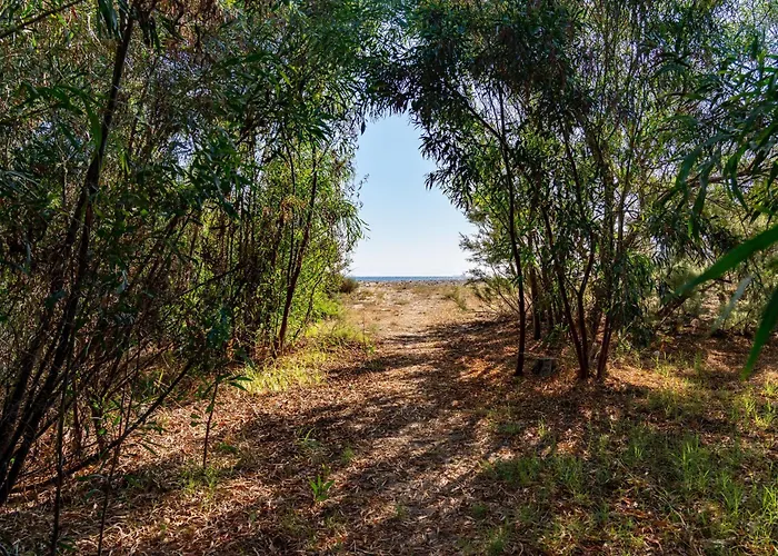 Girasole - Petalo * Pula